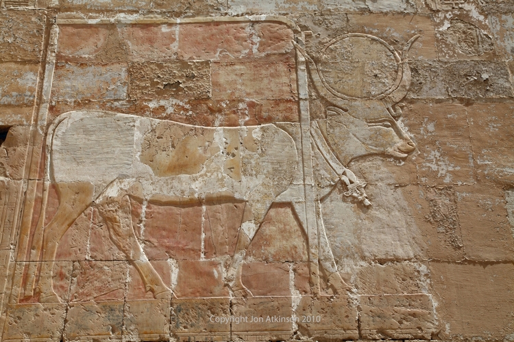Wall relief showing Hathor as a cow